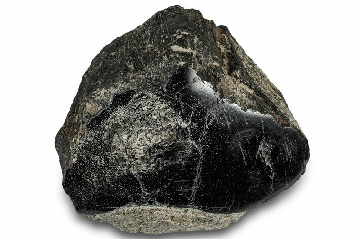Polished Fossil Dinosaur Bone (Gembone) Section - Wyoming #309400